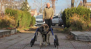 Sakat kalan köpeğini yürüteç ile hayata bağladı