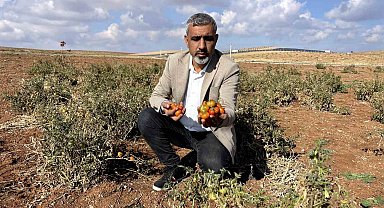 Şanlıurfa'nın kıraç arazilerinde yetişen bej domates koruma altına alınıyor