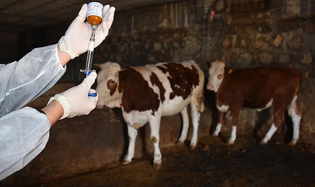 Şap hastalığıyla mücadelede aşılama kampanyası başarıyla tamamlandı