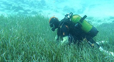 Saros ve Göcek'te deniz çayırları ve mercan habitatlarının korunması çalışmaları devam ediyor