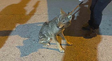 Şehir merkezine inen kurt korkuttu