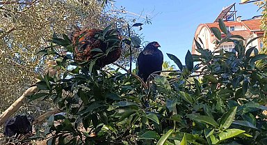 Sel felaketi sonrası kümese girmeye korkan tavuklar ağaçta uyumaya başladı