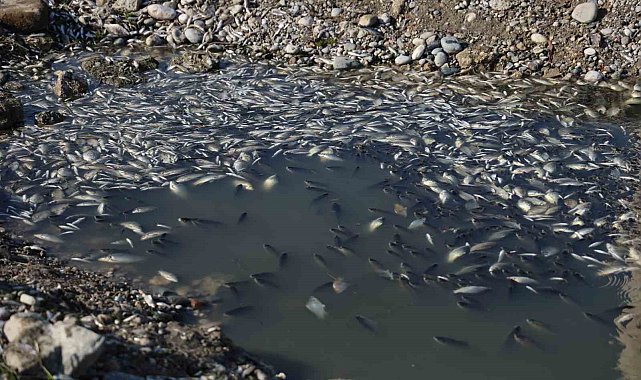 Seyhan Nehri'ne balıklar için can suyu bırakıldı