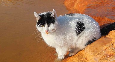 Sibirya soğuğunda adeta donan kedi termal su kenarında ısınmaya çalıştı