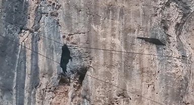 Siirt'te tel örgülerde asılı kalan keçi kurtarıldı