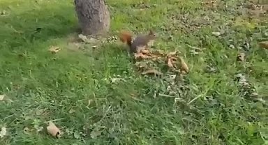 Sincabı kendi elleriyle böyle besledi