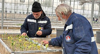 Sincan Belediyesi seralarına açık köklü meyve fidanları eklendi