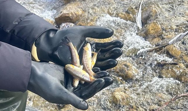 Sinop'ta biyolojik çeşitlilik envanter balıklandırma çalışmaları