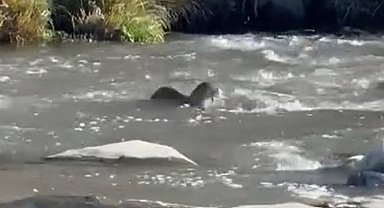 Şırnak'ta nesli tehlike altında olan su samuru görüldü
