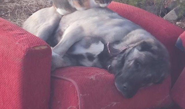 Soğuk hava ezeli düşmanları bir araya getirdi: Üşüyen kedi, köpeğin üzerinde uyudu