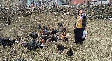 Sokak köpekleri 60 yaşındaki kadının beslediği hindileri telef etti