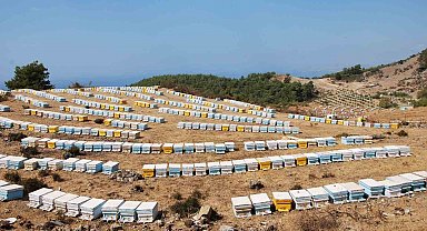 Sökeli arıcılara 6 milyon TL destek verilecek