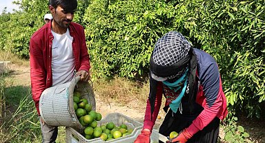 Suriyelilerin ülkelerine dönüşü tarım sektörünü sekteye uğratabilir