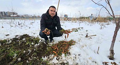 Tatvan'da kar altındaki havuçların hasadı yapıldı