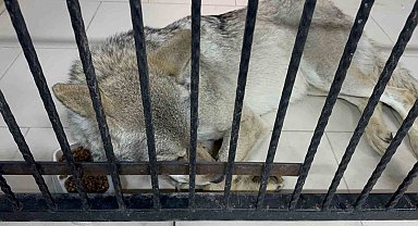 Tatvan'da yaralı halde bulunan kurt tedavi altına alındı