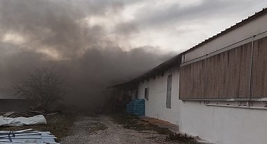 Tavuk çiftliğinde yangın: Binlerce civciv telef oldu