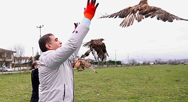 Tedavileri tamamlanan Kızıl Şahinler doğaya salındı