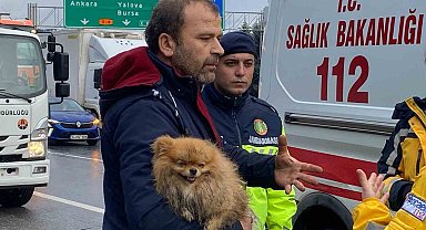 TEM'de cip istinat duvarına çarptı: Köpeğini bir an olsun bırakmadı