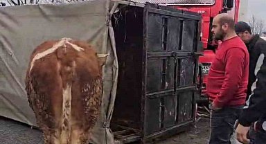 Tır, hayvan taşıyan kamyona çarptı
