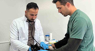 Tüfekle vurulan kedi tedavi altına alındı