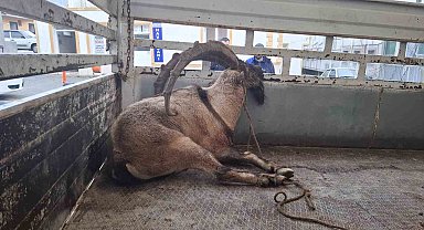 Tunceli'de yaralı halde bulunan yaban keçisi tedavi altına alındı