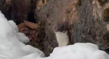 Türkeli'de gelincik görüntülendi