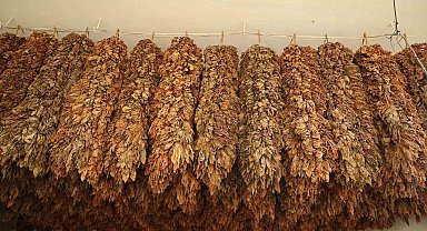 Tütün üreticisinin fiyat beklentisi 450 TL