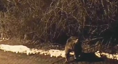 Uyku tutmayınca yiyecek aramak için ilçe merkezine indi