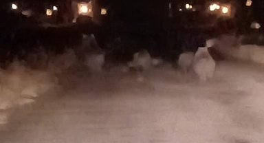 Van'da ayı sürüsü kameraya yansıdı