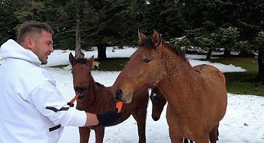 Yabani yılkı atlarını eliyle verdiği havuçlarla besledi