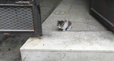 Yağmur hattı borusuna sıkışan yavrusunu kurtarılıncaya kadar bekledi