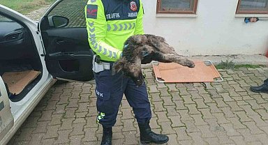 Yaralı sokak köpeği için jandarma ekipleri seferber oldu