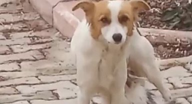 Yavru kediyi 'Çiko' isimli depremzede köpek emziriyor