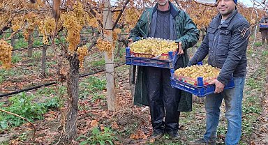 Yılbaşı üzümleri yola çıktı