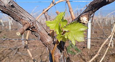 Yılın son günü üzüm bağı uyandı