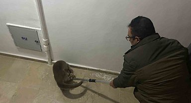 Yolunu kaybeden su samuru apartmana girdi