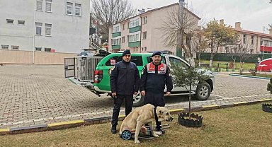 Yozgat Jandarması, yaralı köpek için yürüteç yaptı
