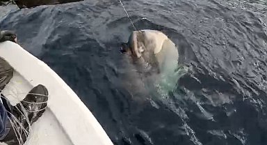 Yunanlılara kafa tutan balıkçı Gökçeada açıklarında 1 tonluk ay balığı yakaladı