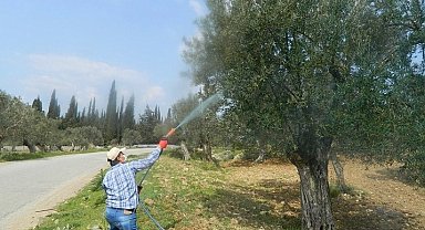 Zeytinde Halkalı Leke Hastalığı riski yüksek seviyeye ulaştı