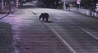 30 saattir firar olan ayı halen aranıyor