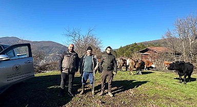 4 gündür kayıp olan büyükbaş hayvanlar dronla bulundu