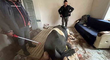 450 kiloluk tosun kahvaltı yapan çocukların bulunduğu salona daldı büyük panik yaşattı