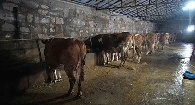 80 bin buzağıdan 5 milyar TL gelir bekleniyor