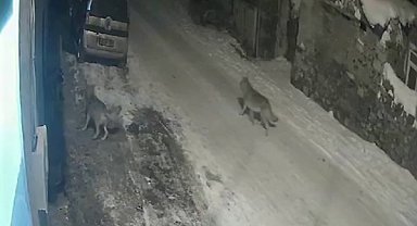 Aç kalan kurtlar köye indi