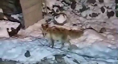 Aç kalan tilkinin yiyecek bulma telaşı