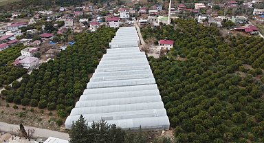 Adana'da mahallede 400 metrekareyle başlayan seracılık 30 dönüme ulaştı