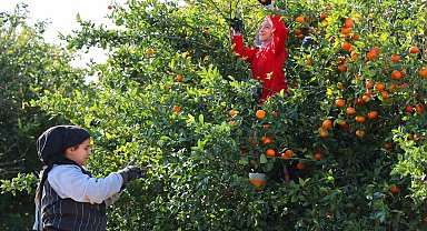 Adana'da mandalina hasadı sürüyor: 'Dalında fiyat 17-18 lira'