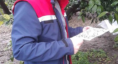 Akdeniz meyve sineğinde artış olmadı, üreticiler sevindi