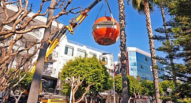 Alanya'da kaçak portakal büfeleri kaldırılıyor