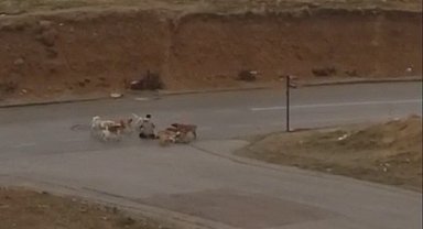 Ankara'da başıboş köpekler yere yatırdıkları vatandaşı defalarca ısırdı